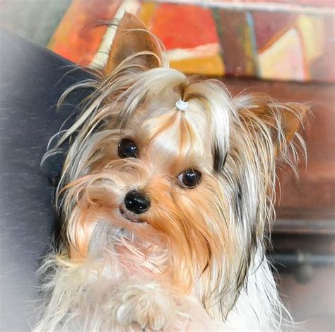 Teacup & Parti Colored Yorkies for Sale in TN | Northshore Yorkshire Terriers | Teacup yorkie ...