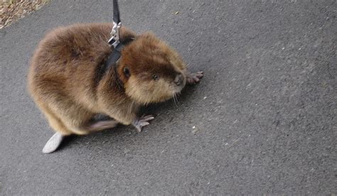 30 lovable baby beavers to celebrate international beaver day – Artofit