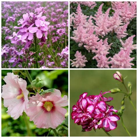 Pink Flowers - The Best Pink Flowering Annuals and Perennials