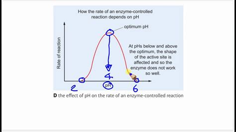 pH & Enzyme Activity - YouTube