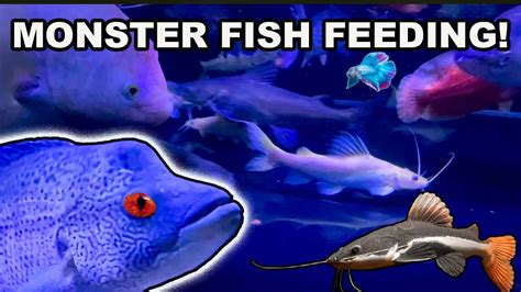 MONSTER FISH ROOM FEEDING! My Monster Fish Try a New Food! - YouTube