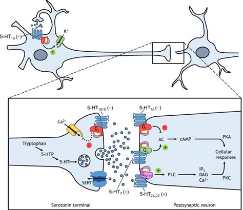 A representative serotonin (5-HT) neuron and synapse. The figure shows... | Download Scientific ...