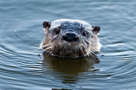 North American River Otter | Stephen L Tabone Nature Photography