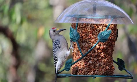 6 actionable bird feeder placement tips - Wildlifeful