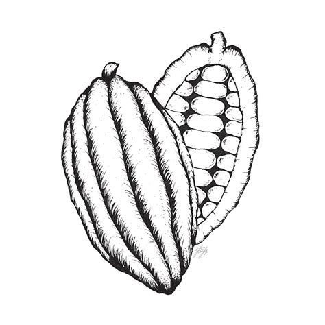 Inked Cacao Pod Drawing by Lisa Leick | Fine Art America