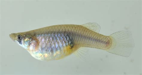 Jonah's Aquarium... Gambusia affinis, Mosquitofish 02 Female