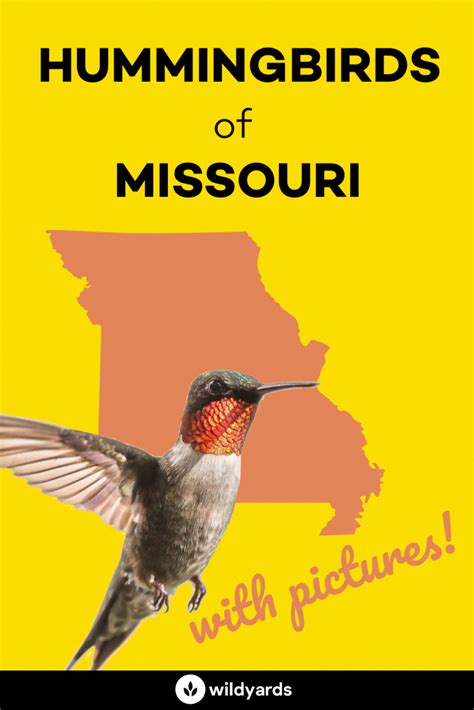 All 4 Hummingbirds in Missouri [With Pictures & Maps]