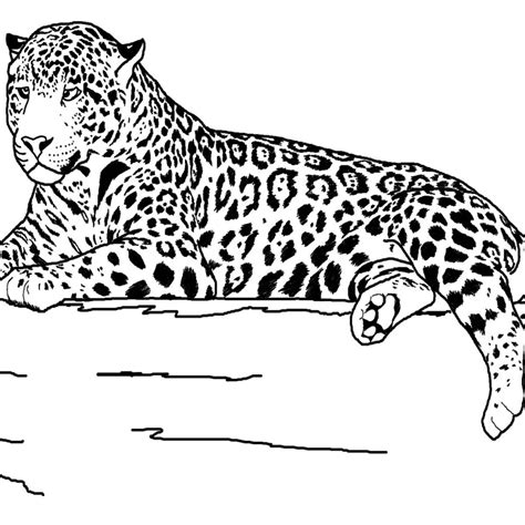 Printable Realistic Animal Coloring Pages at GetColorings.com | Free printable colorings pages ...