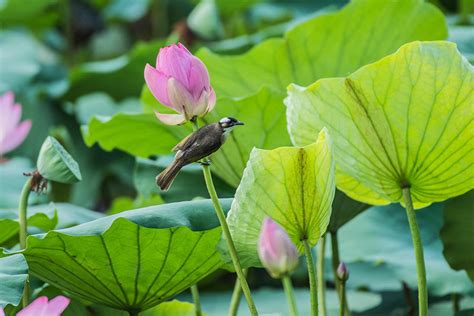 The lotus flower: 'Most unique' of all plants - Chinadaily.com.cn