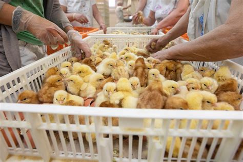 Chicken Factory Farming: How Are Chicken Raised and Killed? | VFC