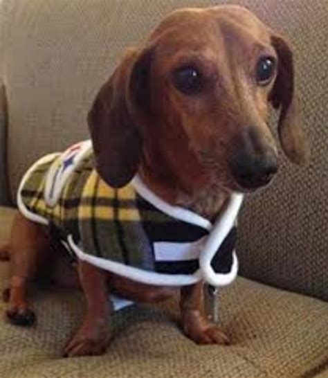 Miniature Dachshund Dog Breed Information, Images, Characteristics, Health