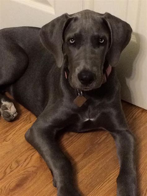 Gorgeous blue Great Dane puppy | Great dane, Great dane puppy, Great ...