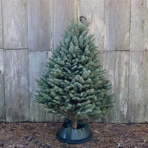 national PLANT NETWORK 5 ft. Freshly Cut Blue Spruce Real Christmas Tree HD9068 - The Home Depot