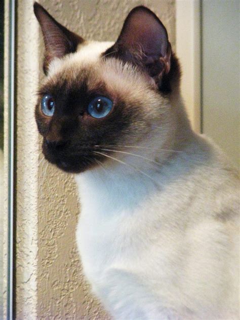 Old Style Siamese Cat Rescue - British Shorthair