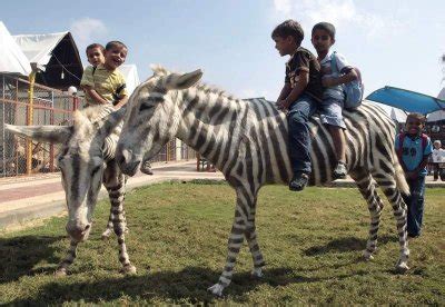 Can You Ride A Zebra? Facts about Mounting Zebras