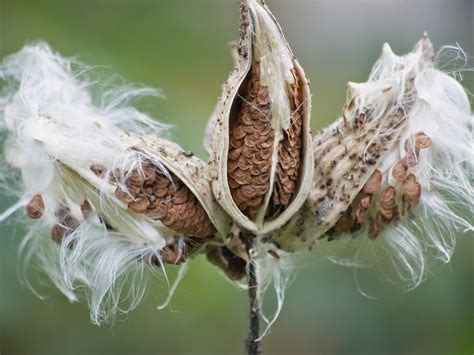 Overwintering Milkweed Plants - Learn About Winter Care Of Milkweed