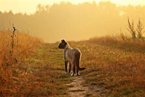 4 Signs of Parasite Infections in Cats - PetHelpful