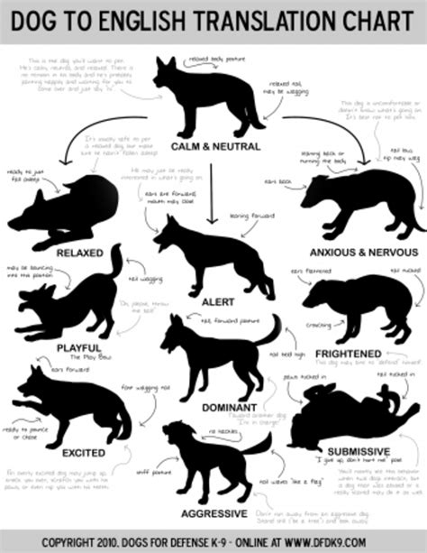 Why Do Dogs Bark? Understanding Barking Behavior and Body Language ...