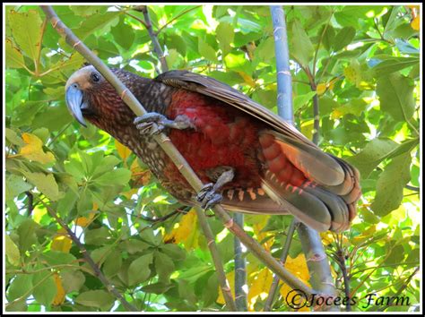 Jocees Farm: Kapiti Island Nature Reserve