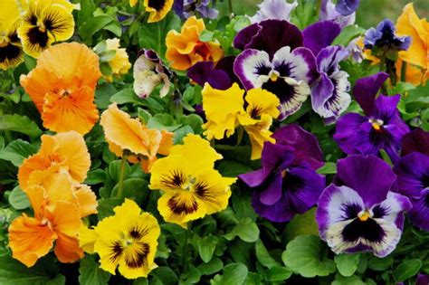 Summer flowers in India: List of top 10 flowers to grow