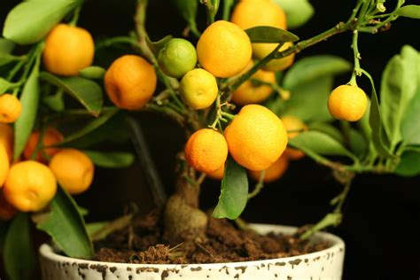 Growing Citrus Indoors - Plantscapers