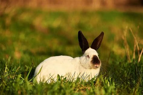 25 White Rabbit Breeds With Pictures & Videos