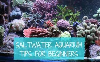 Saltwater Aquarium for Beginners