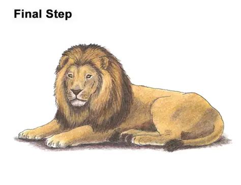 How to Draw a Lion (Color) VIDEO & Step-by-Step Pictures