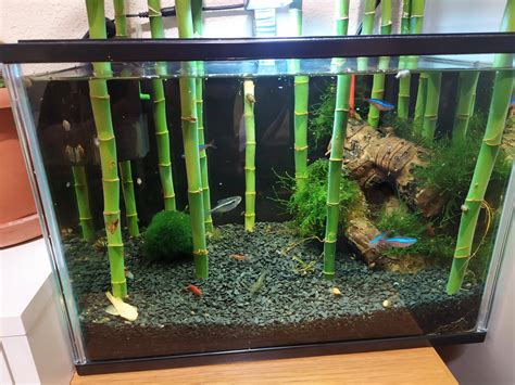 Put Lucky Bamboo In Aquarium? Is Bamboo Safe For Fish?