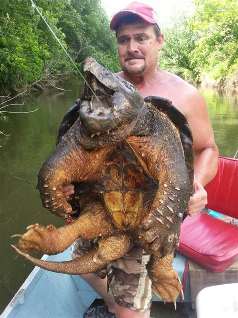 Louisiana Angler Catches Alligator Snapping Turtle on Rod and Reel ...