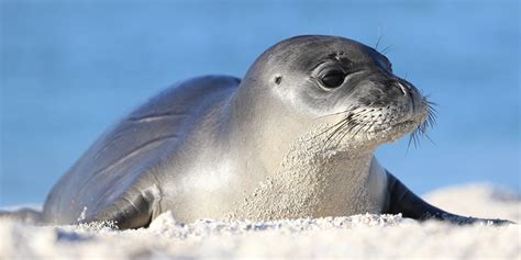 Endangered Hawaiian Monk Seals Making Very Cute Comeback | HuffPost