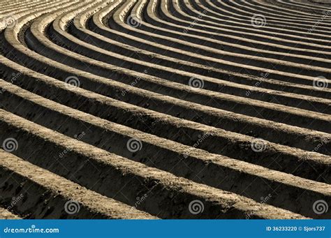 Potatoes Ridges in a Rural Landscape, Netherlands Stock Photo - Image ...