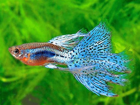 The Guppy is one of the most popular aquarium fish due to its cosmetic beauty and easy living ...