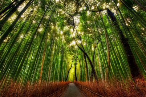 A Floresta de Bambu de Sagano é uma das '100 Paisagens Sonoras do Japão' - MDig