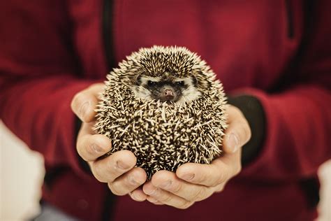 - Hedgehog Ville – Toronto Hedgehog Breeder