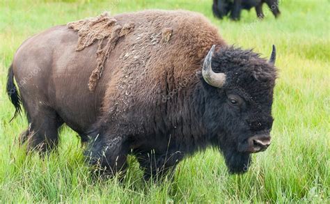 American Bison in the Yellowstone National Park — Stock Photo © CaptureLight #32154533