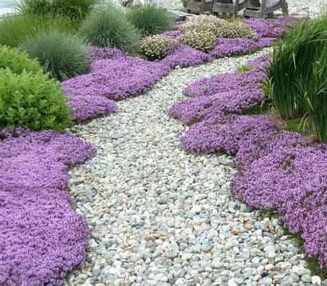 Ground Cover Plants Creeping Thyme - ground cover and shrubs