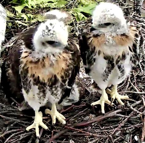 Red-tailed Hawk