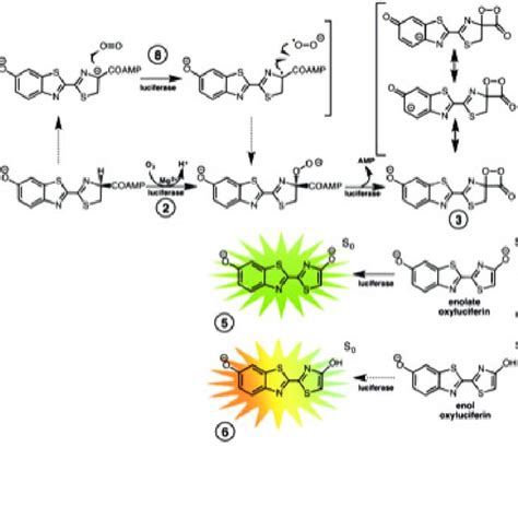 Molecular structure of the luciferins identified in marine and... | Download Scientific Diagram