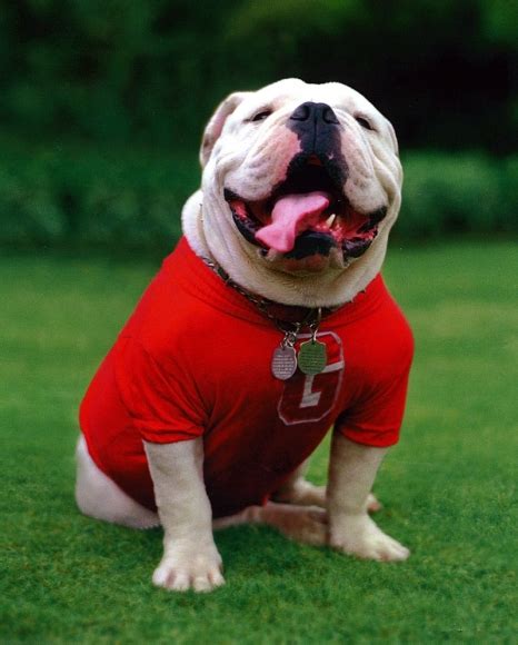 UGA; THE BULLDOG MASCOT THROUGH HISTORY