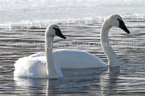 Jean Bjerke's Photo Blog: Wintering Trumpeter Swans in Greater ...