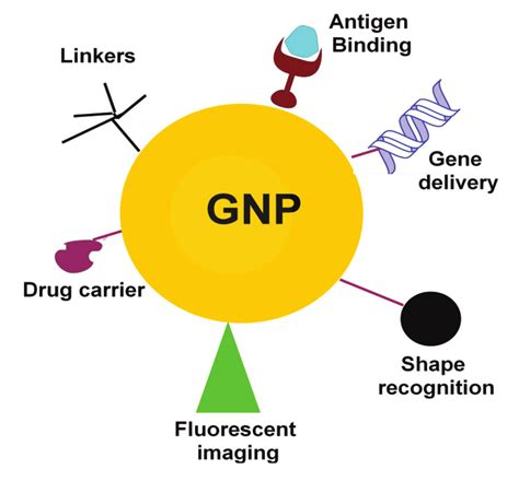 Biomedical diagnostic and therapeutical applications of gold ...