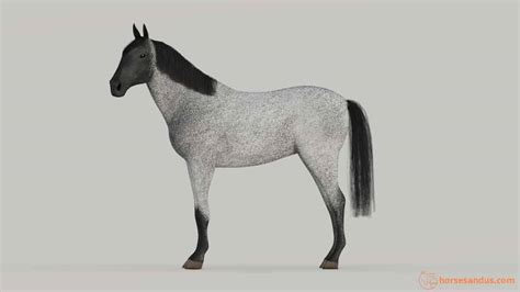 What Is A Roan Horse? Compare to other Roaning Patterns