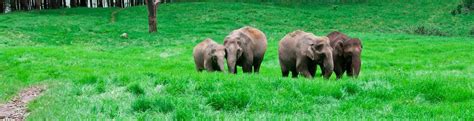 Kerala Wildlife Tour Packages | Kerala Wildlife Packages