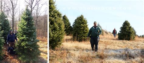 serbian spruce christmas tree - Photos by Amanda Wilson