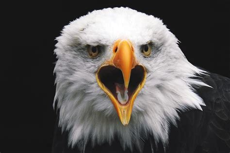 bald eagle, animalsNature, bird, bird of prey, birds, eagle, eagles ...