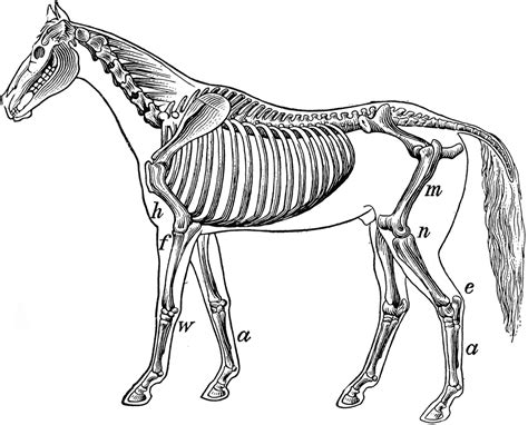 Skeleton Of Horse Name The Label