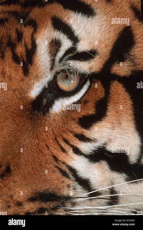 Tiger Panthera tigris Endangered species Asia but extinct in much of its range Stock Photo - Alamy