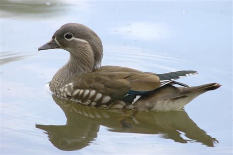 Female Mandarin Duck | Female Mandarin Duck, Deer Pond, Town… | Flickr