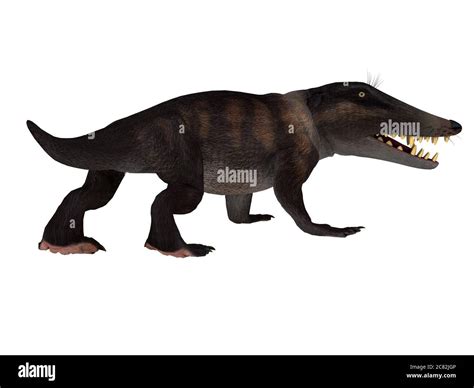 Ambulocetus ambulocetus natans hi-res stock photography and images - Alamy